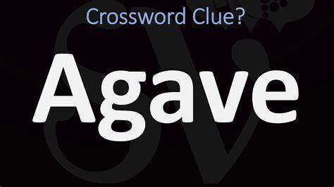 Cryptogram. Advertisement. Advertisement. AGAVE Crossword Clue. The Crossword Solver found 30 answers to "AGAVE", 6 letters crossword clue. The Crossword Solver finds answers to classic crosswords and cryptic crossword puzzles. Enter the length or pattern for better results. Click the answer to find similar crossword clues .